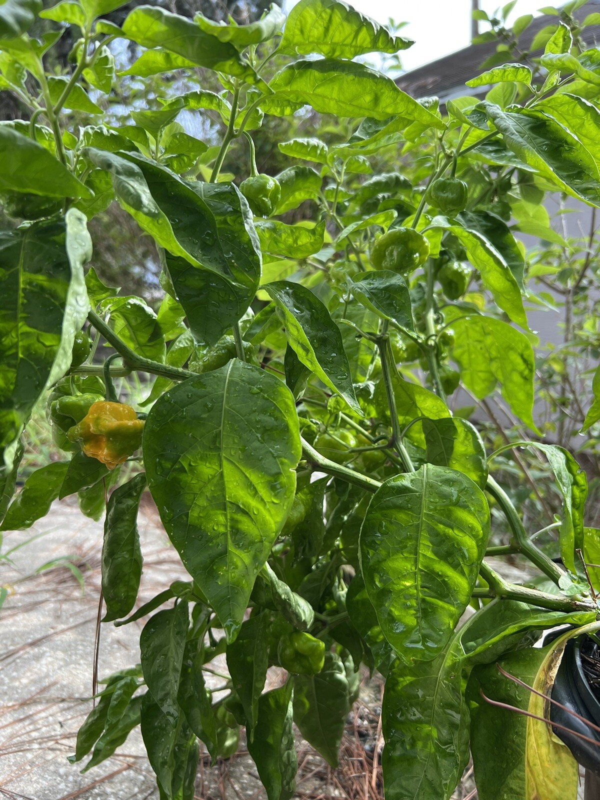 Scotch Bonnet Pepper Seeds Jamaican Yard 25 Seeds Hot Spicy Jamaica