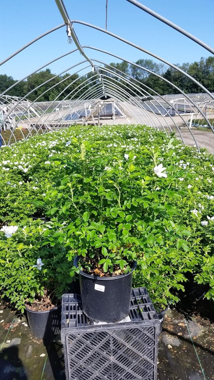 White Rugosa Rose Plant – Hardy & Beautiful