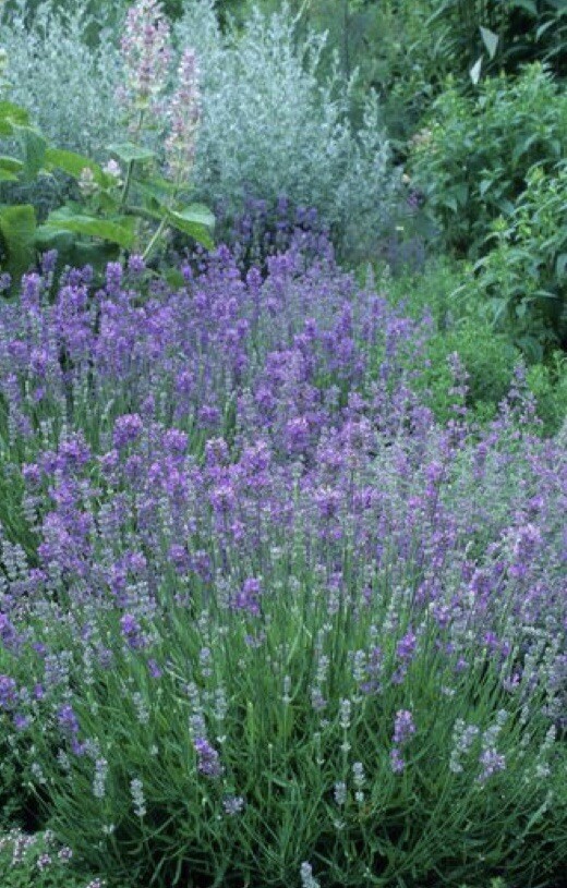 600+English Lavender-Lavandula angustifolia-Non GMO-Open Pollinated.