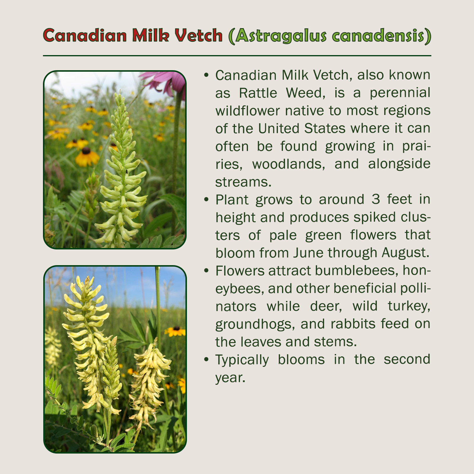 250 Canadian Milk Vetch, Astragalus canadensis, Native Bee & Butterfly Attractor
