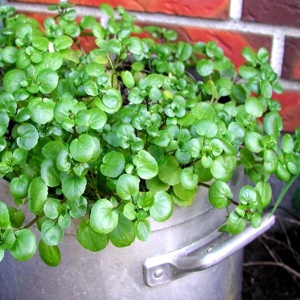 2000+WATERCRESS Seeds Organic Non Gmo Container Indoors Shade Garden Herb Easy
