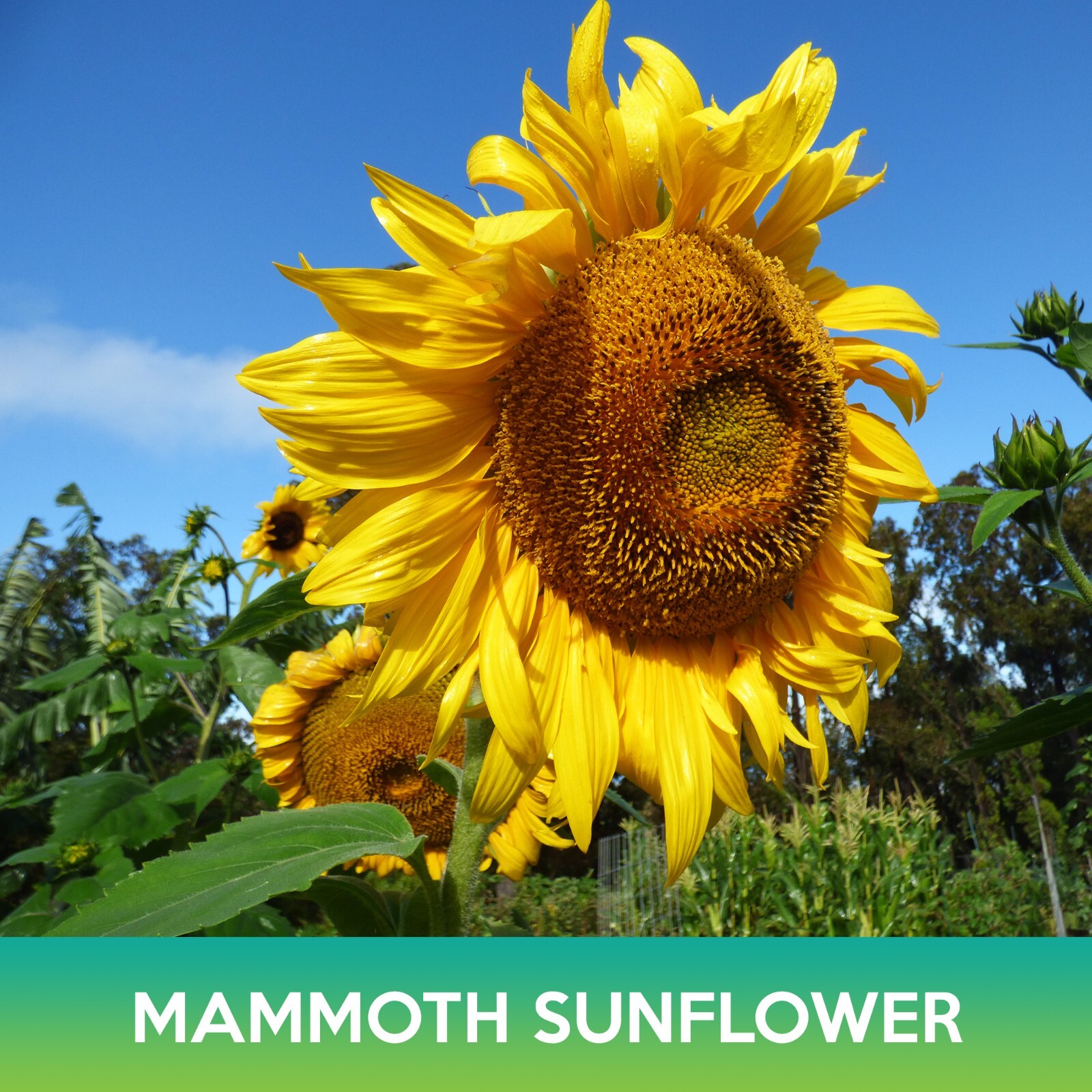Mammoth Grey Stripe Sunflower Seed