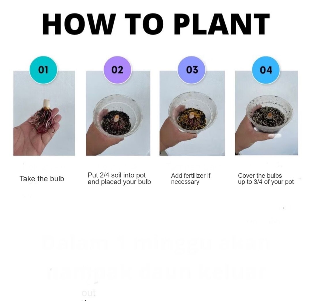 AUTHENTIC Colocasia Chicago Harlequin 1 bulbs