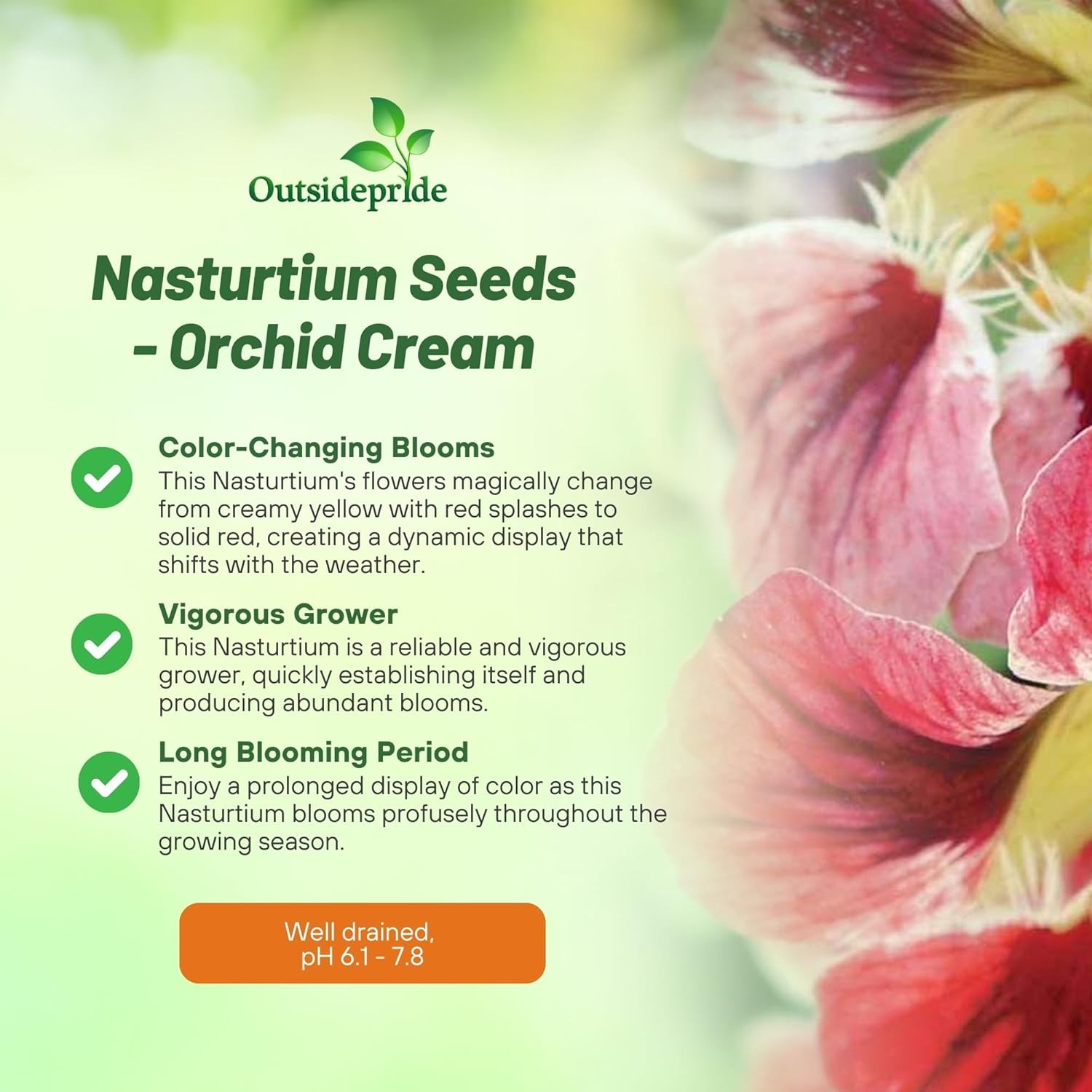 50 Seeds Tropaeolum majus Orchid Cream Nasturtium Vine & Flower Seeds
