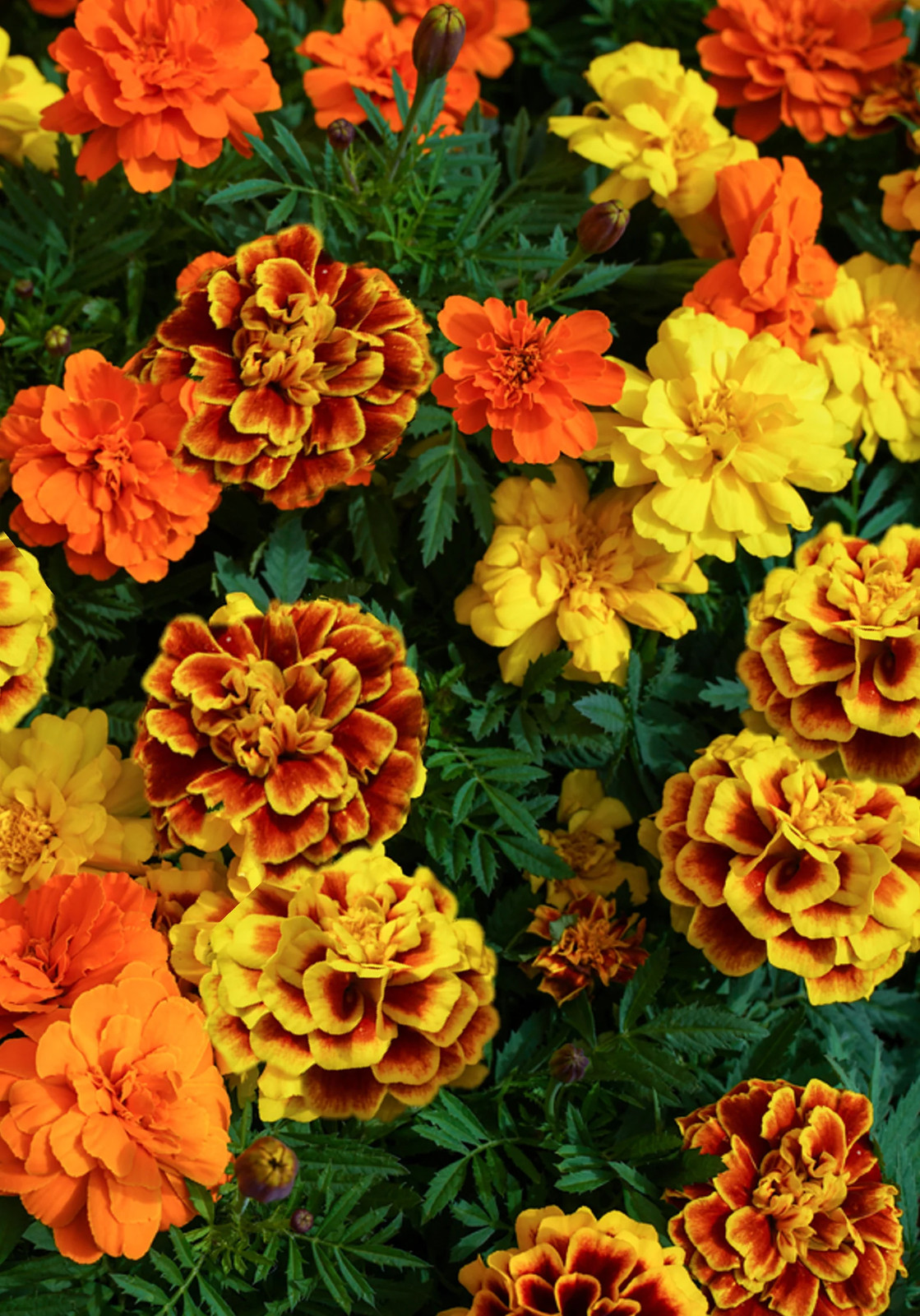 Sparky Mix French Marigold Seeds | Double Bicolor Flower Seed 2024 Fast Shipping