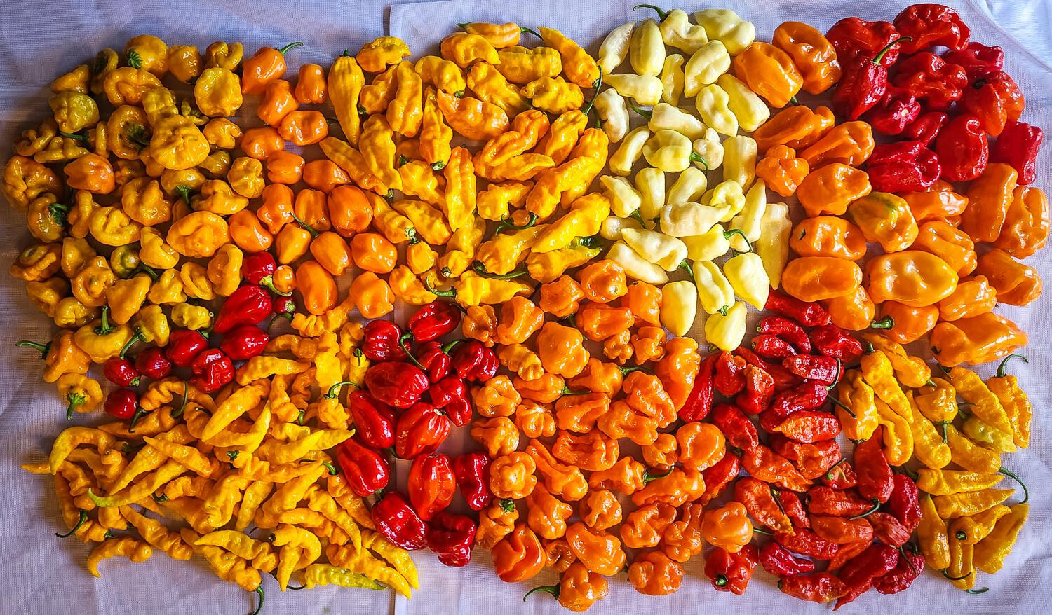 Caribbean Blend Hot Peppers – 40 Seeds Red Orange Yellow White