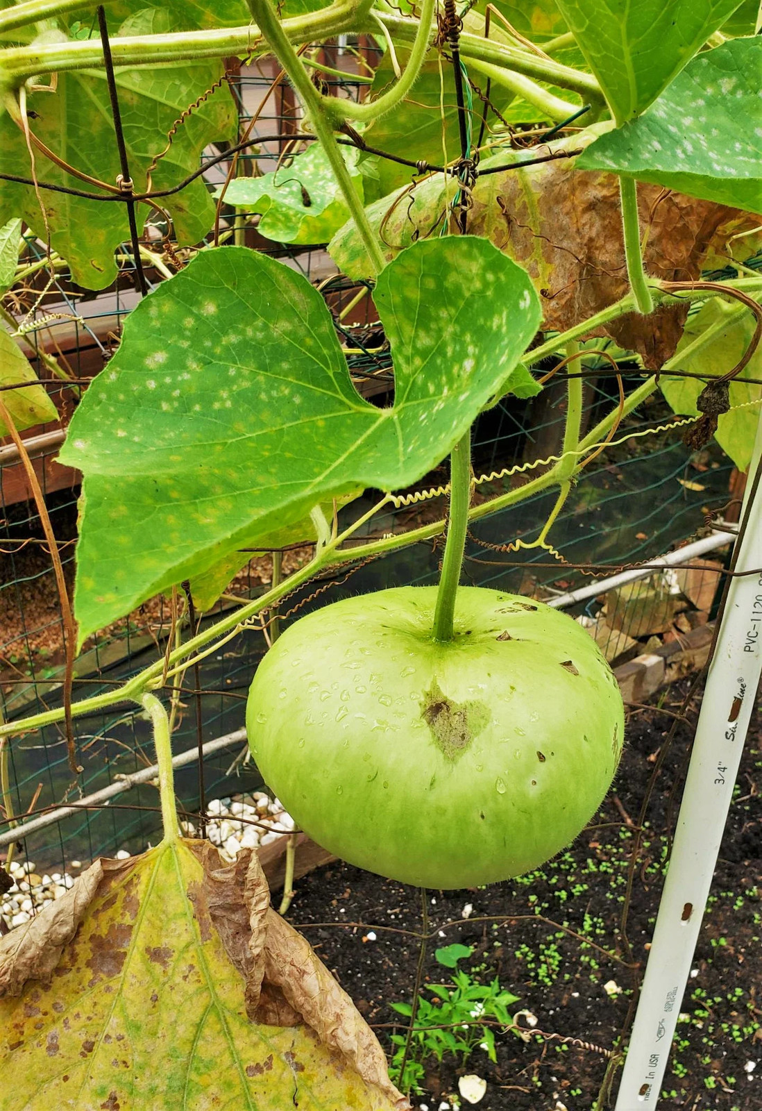 Corsican Gourd Seeds | Hard-Shelled African Bowl Bottle Art Gourds Seed 2024