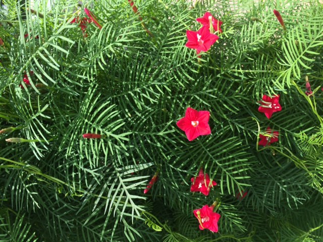 100 + Seeds Red Flowering Hummingbird Cypress Vine * USA Grown Ipomoea quamoclit