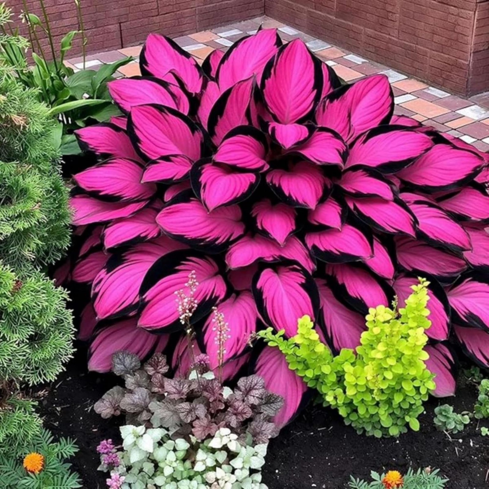 200+ Hosta Seeds Perennial for Planting Outdoor Garden