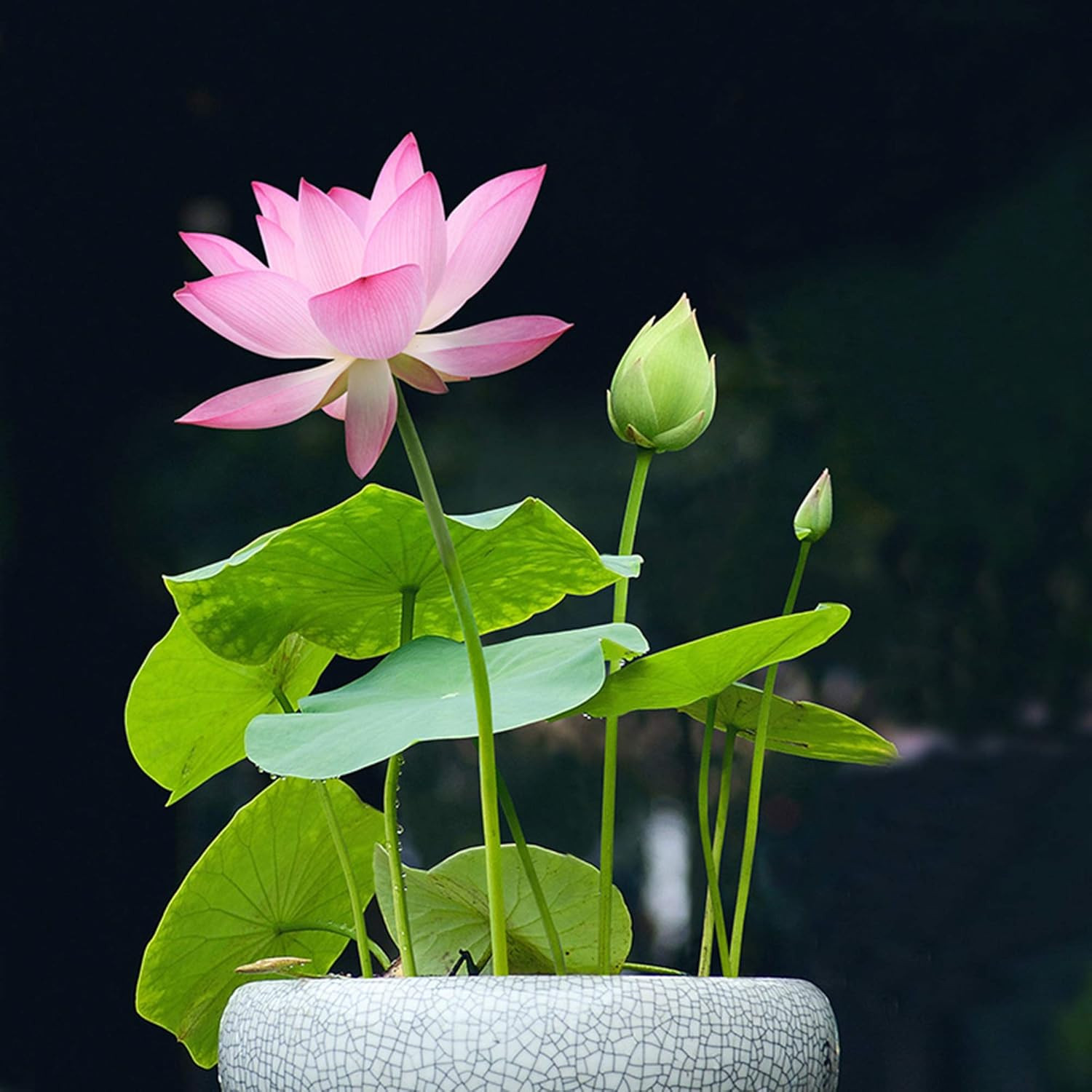 Lotus Flower for Home Planting Ornamental, Mixed Pink & Red Flower, Can Purify