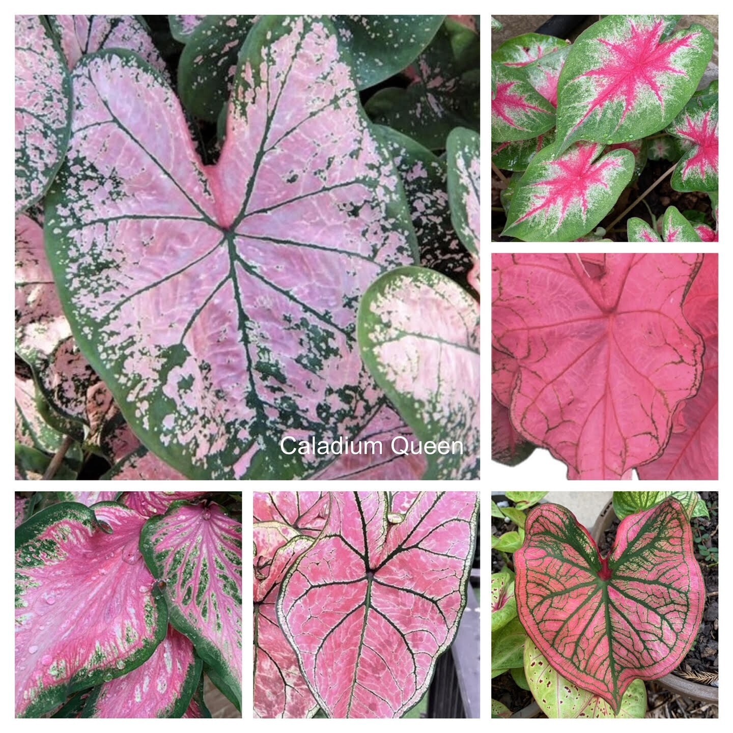 Caladiums PINK Mix ‘Value Pack’ (6 Bulbs) Size #2 *These are mixed at the Farm