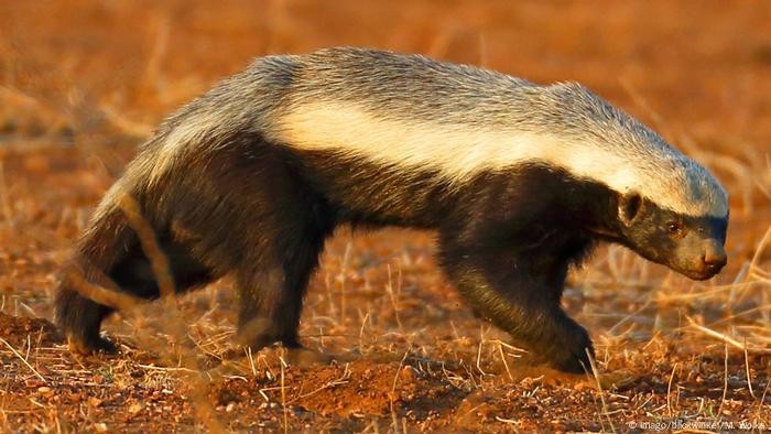 Honey Badger Manzano Chile pepper seeds (FREE SHIPPING to USA) (24)