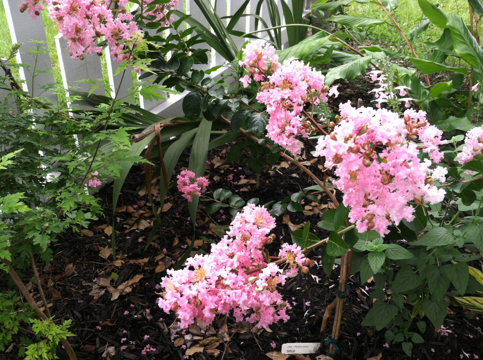 Lagerstroemia Crape Myrtle | Sioux | Soft Pink 10 seeds