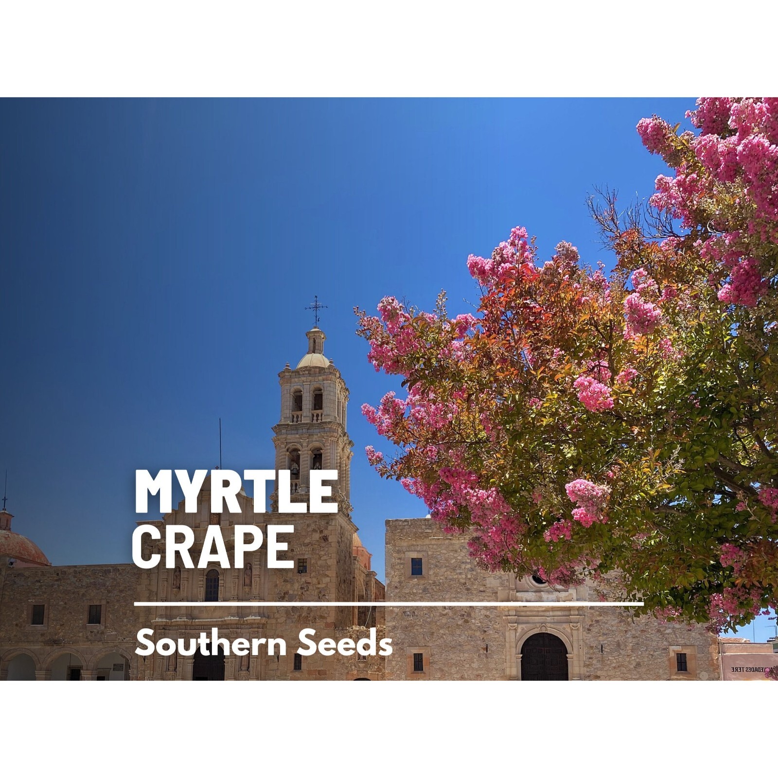 Crape Myrtle – 50 Seeds – Heirloom Tree, Striking and Colorful Blooms, Low Maint