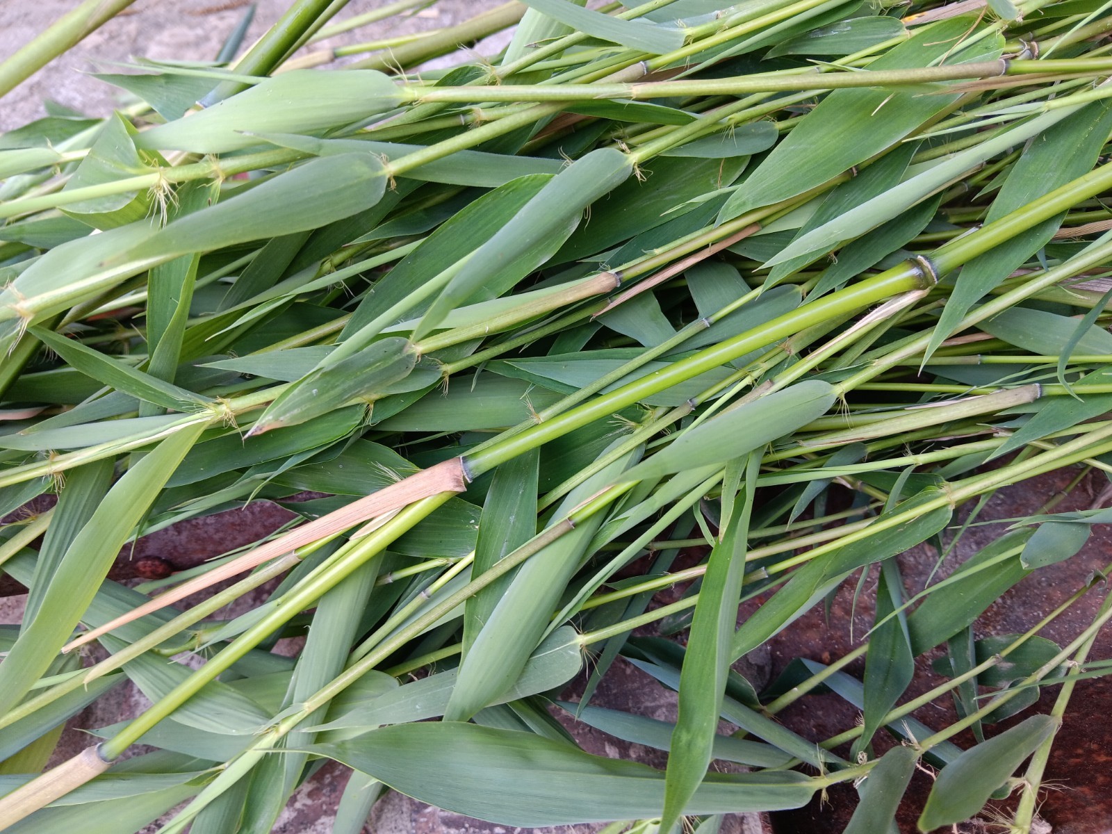 Bamboo Plants Live Starter Plant 10 Rizomes Organic Aurea Bamboo
