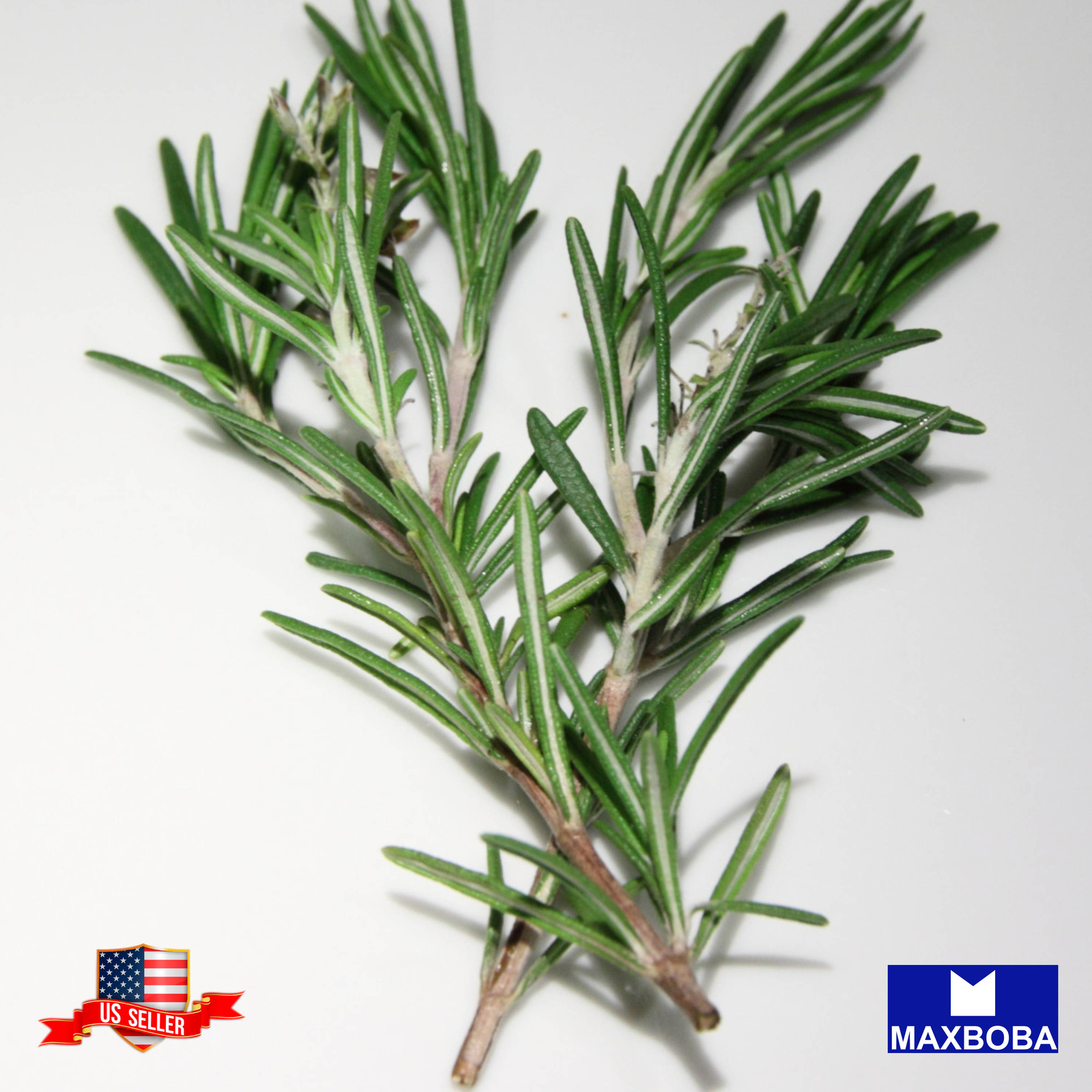 Rosemary Seeds Non-GMO Heirloom
