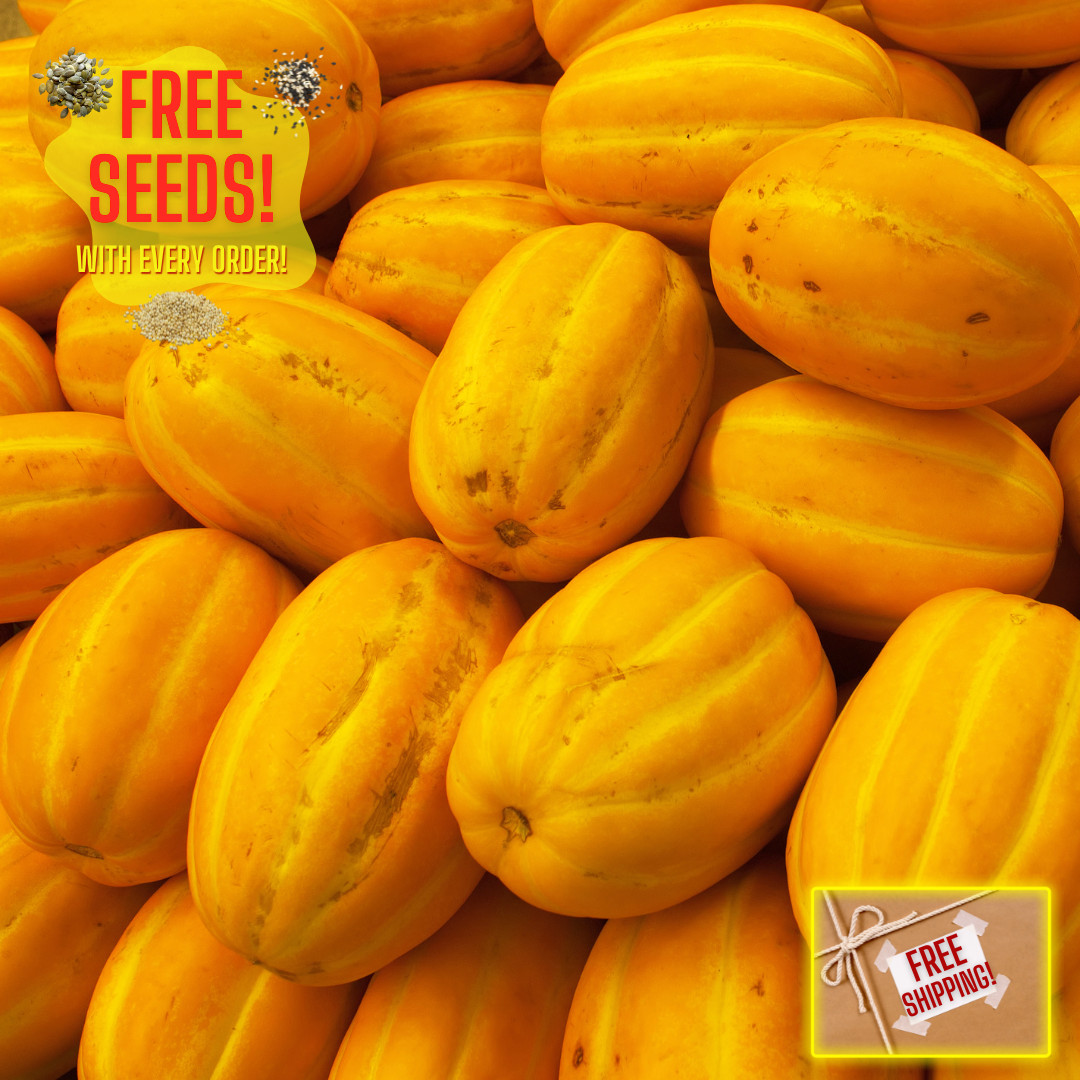 Fresh Korean Melon Seeds | Tian Gua | Heirloom Non-GMO | Asian Vegetable Seeds