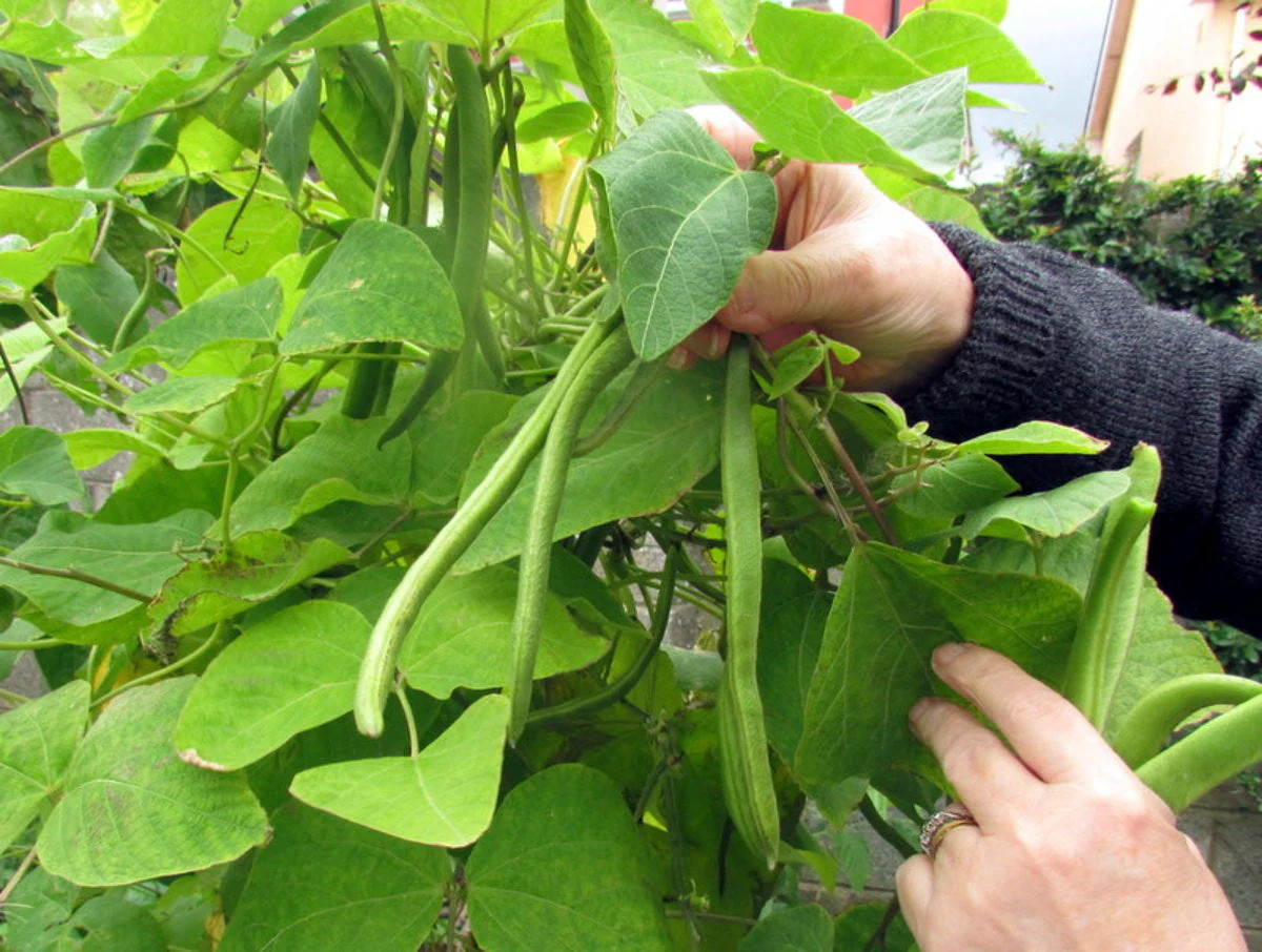 White Half Runner Bean (Pole) Seeds – For 2025 Planting Early Mountaineer Pole