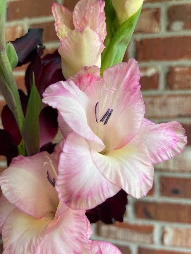 PRISCILLA Large Flowering Gladiolus- Top Size cm B14/16ulbs – US Seller