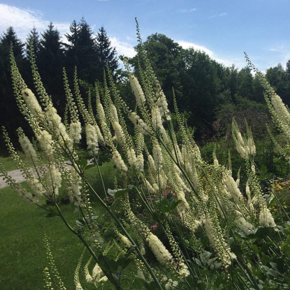 Black Cohosh Seeds (Cimicifuga racemosa) ~Traditional Herb Native Pollinator