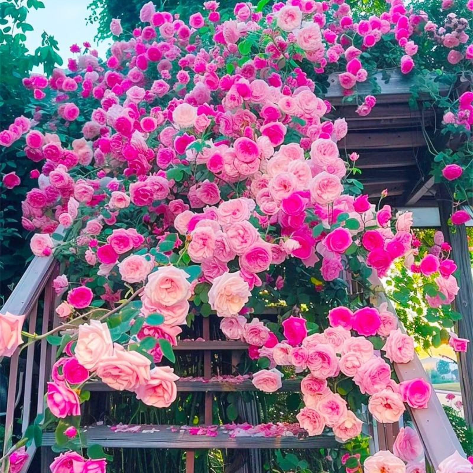 Mixed Climbing Rose Rosa Seeds for Planting Outdoors -Heirloom Garden Vine Home