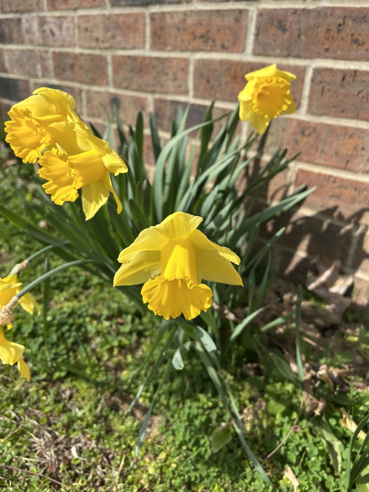 Buttercup, Daffodil Bulbs, Large Blooms, 10 Freshly Dug and Healthy