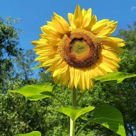 25+Seeds|Mammoth Grey Stripe Sunflowers Seeds #E025