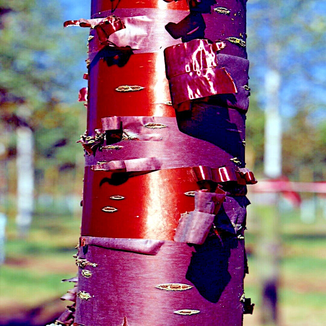 Tibetan Paper Birchbark Cherry Tree Seeds Prunus serrula Hardy Shiny Bark Plant