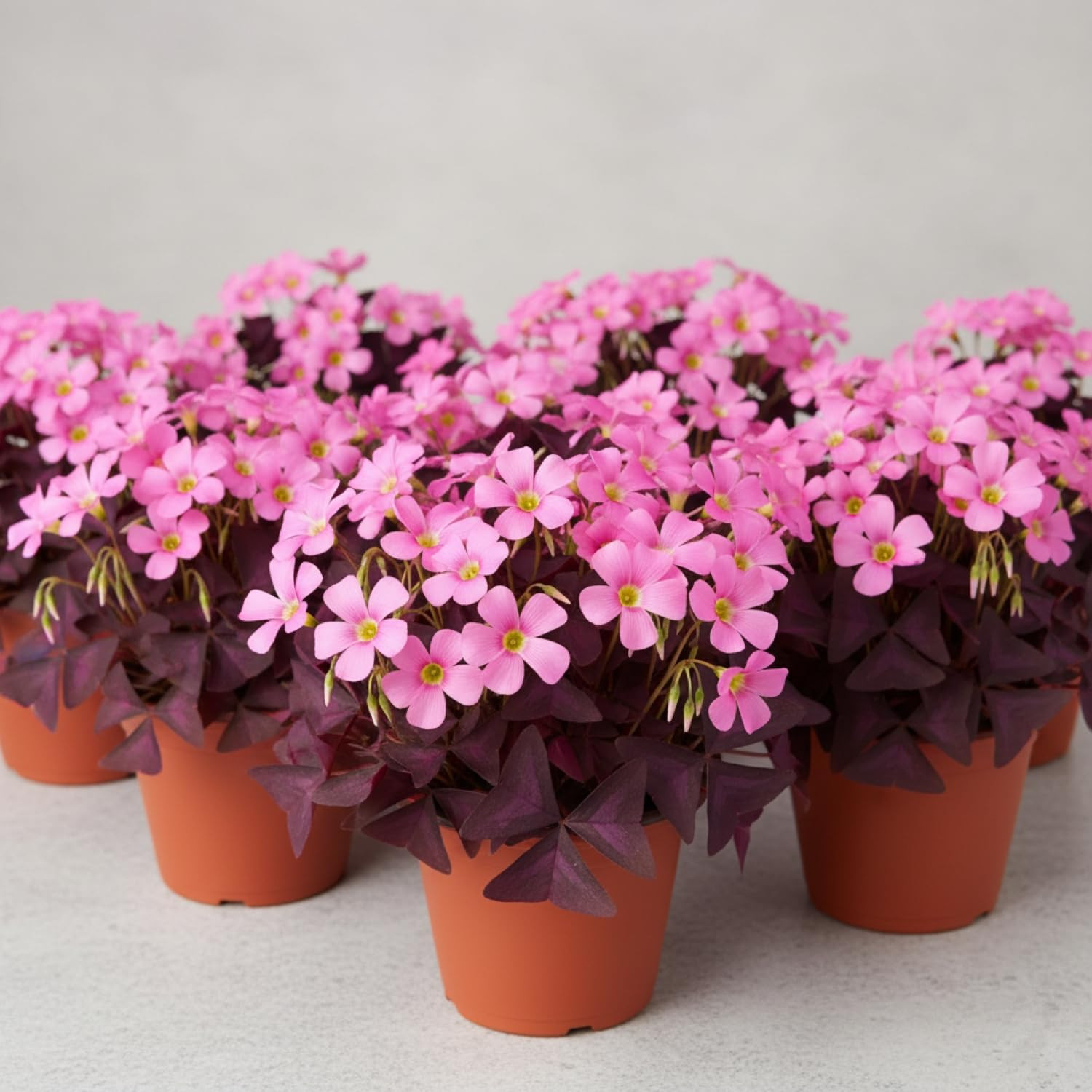 12 Purple Shamrock Bulbs Oxalis Triangularis for Planting, Flower Bulbs Indoo…