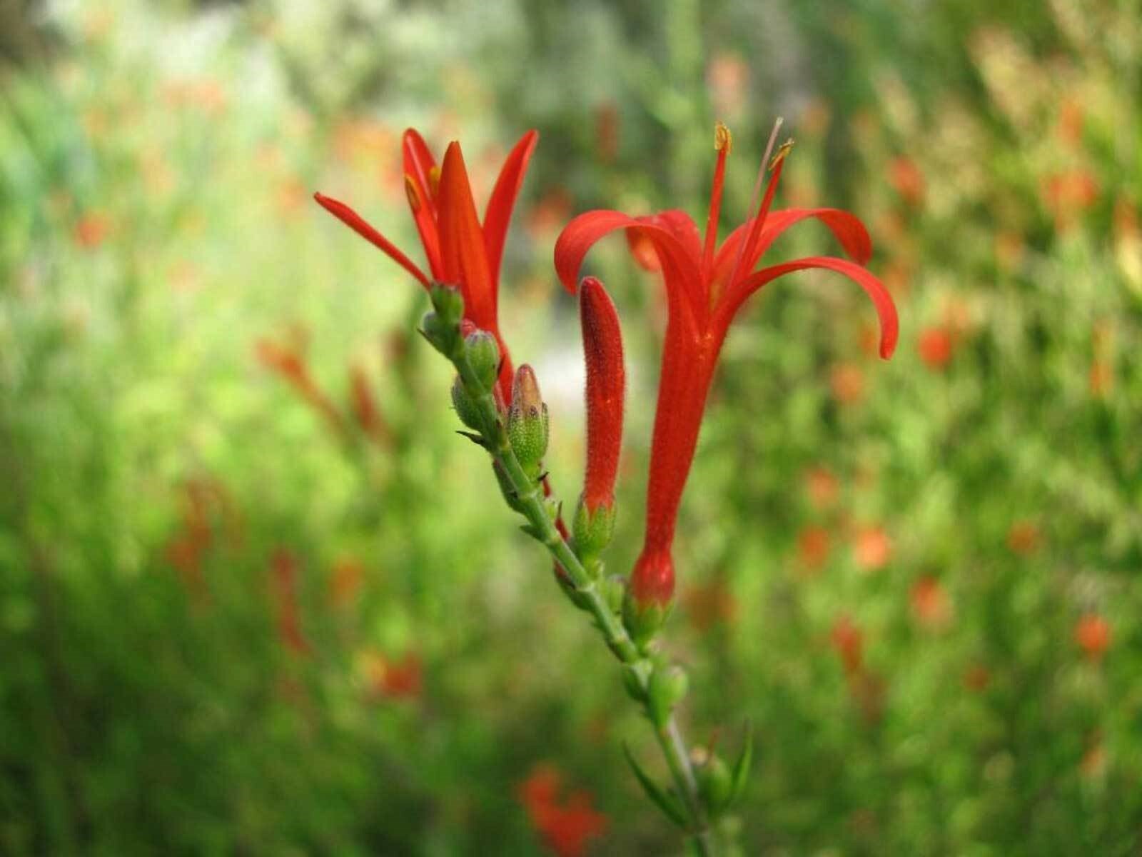 Anisacanthus quadrifidus | Hummingbird | Flame Acanthus | 5_Seeds