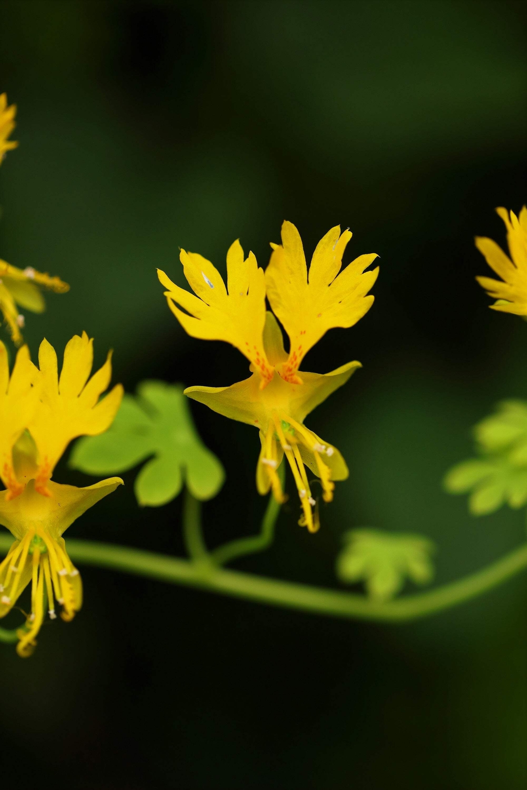 10 CANARY CREEPER NASTURTIUM Vine Tropaeolum Peregrinum Yellow Bird Flower Seeds