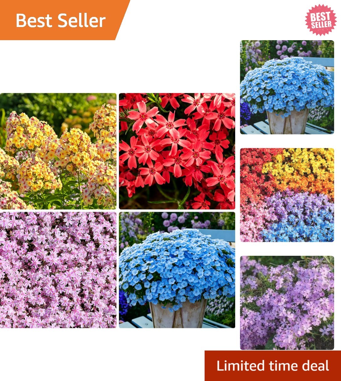 10007+ Creeping Mixed Phlox Seeds for Planting,Bright Perennial Creeping Phlox S
