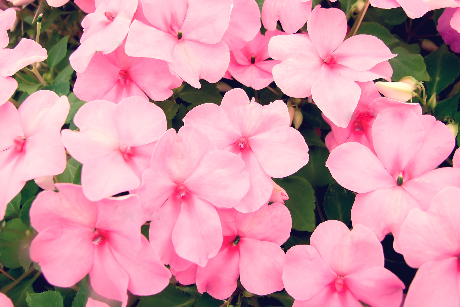50 MIXED COLORS DWARF IMPATIENS Walleriana Red Pink Orange Shade Flower Seeds