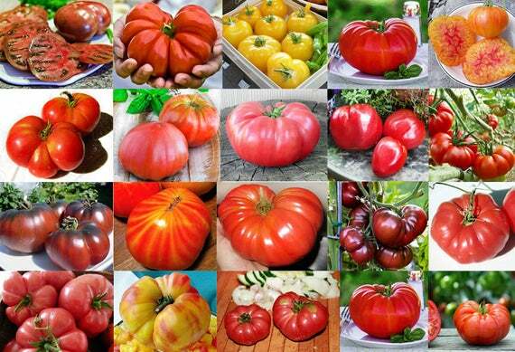 TOMATO Heirloom Mix 40 Seeds ALL TYPES NON-GMO spring summer garden RARE TASTEE!