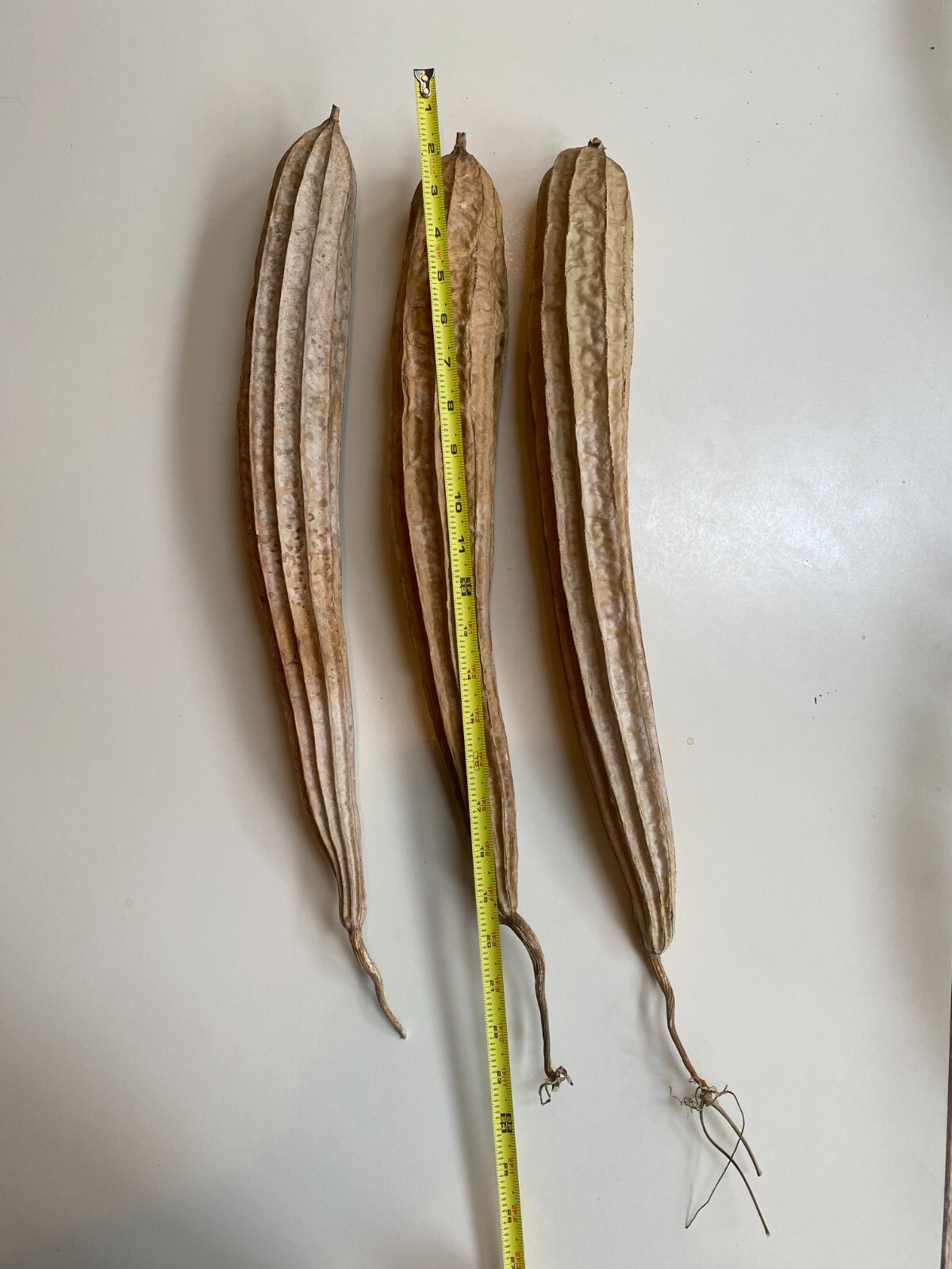 Luffa Seeds Angled Gourd Long Flesh 10 Luffa Seeds