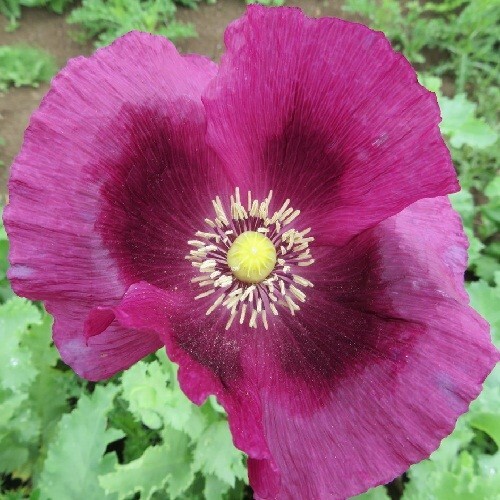 20,000 Stratified Hungarian High Germination Pap. Somiferum Poppy Seeds To Plant