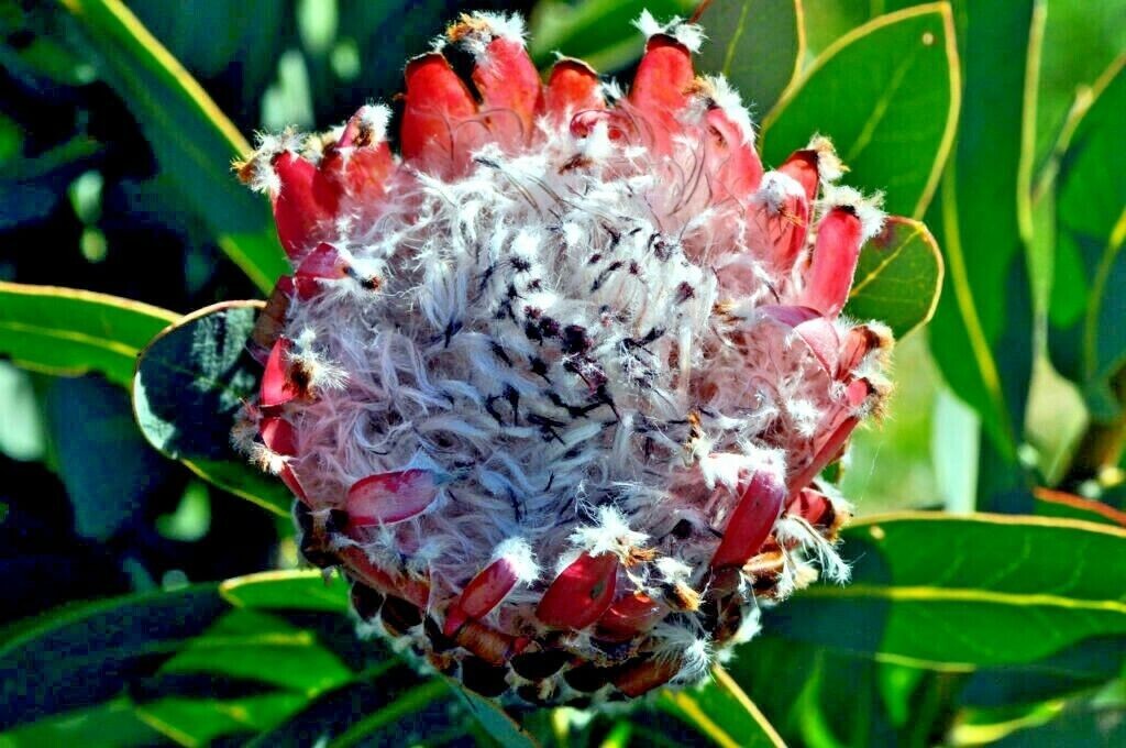 10 Queen (Protea magnifica) Seeds Rare South African “Woolly Beard” Flower