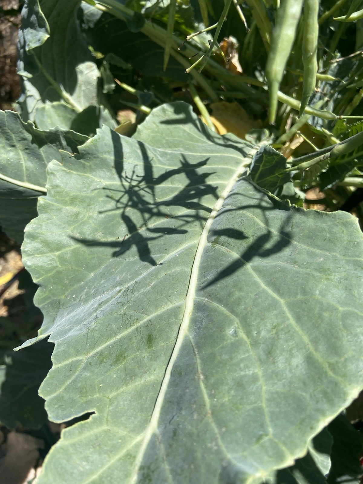 TREE COLLARD SEEDS – 100+ seeds – California variety “MONTARA” – 7 feet tall