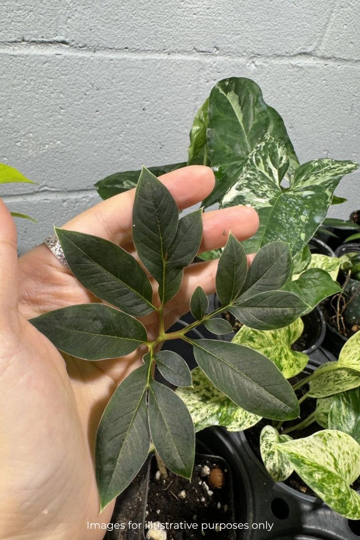 [BULB ONLY] Rare Amorphophallus Atroviridis ~2″ Velvet Pink Edge Tropical Caudex