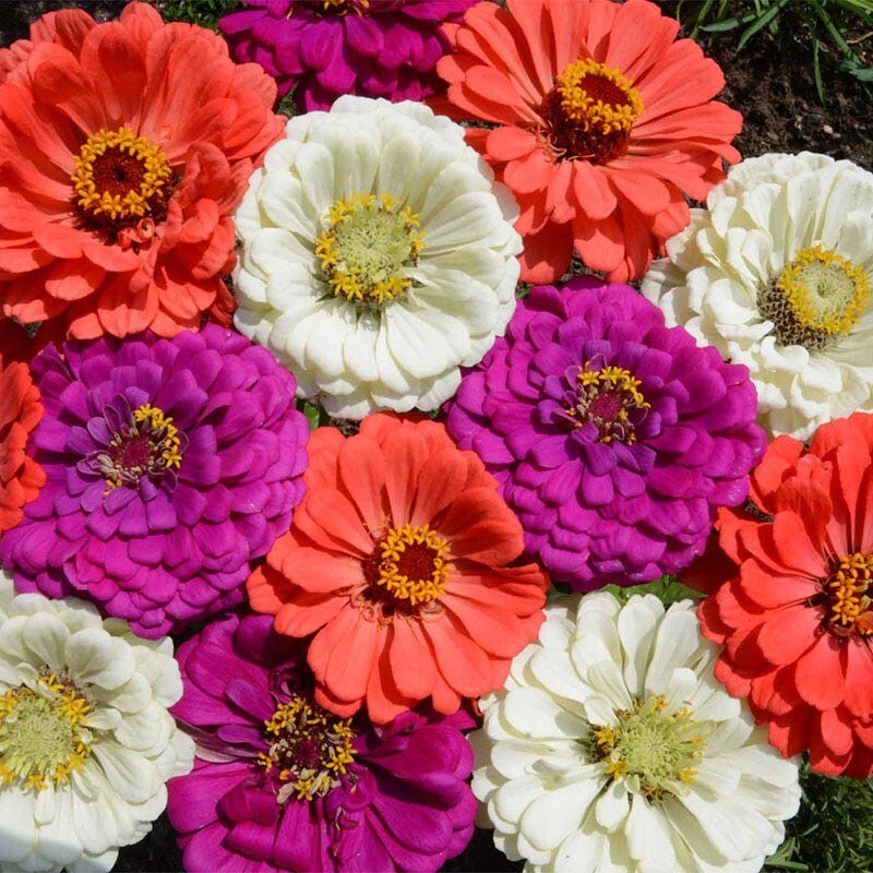 Zinnia Seeds TALL MIX LANDSCAPER’S Pack Bulk Heirloom elegans Non-GMO 500 Seeds!