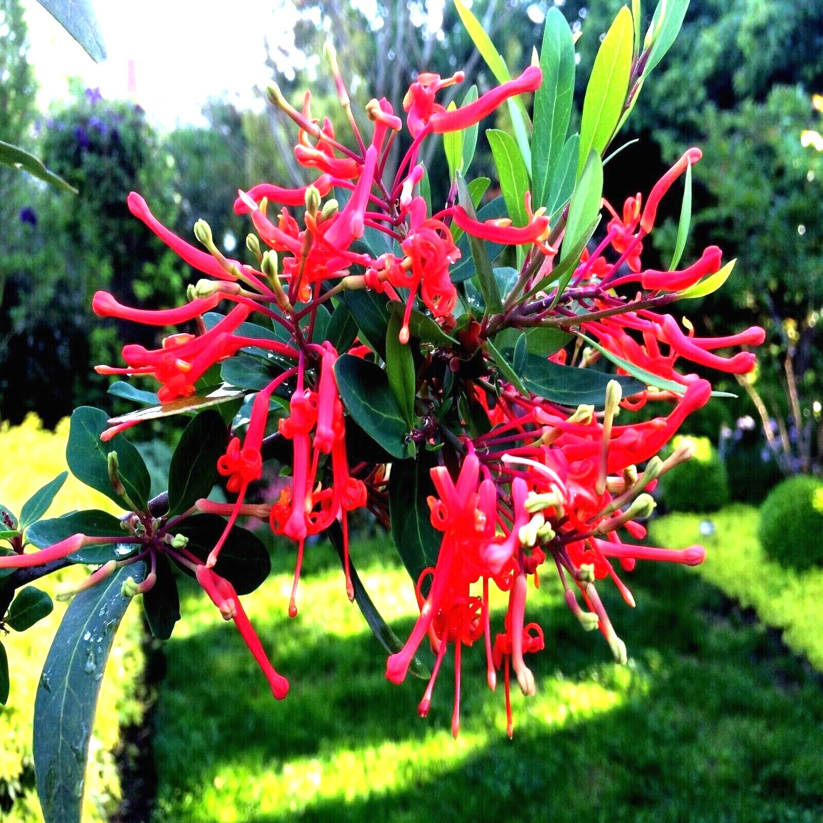 10 Chilean Firebush Tree Seeds Embothrium coccineum Flame Flower Plant RARE!