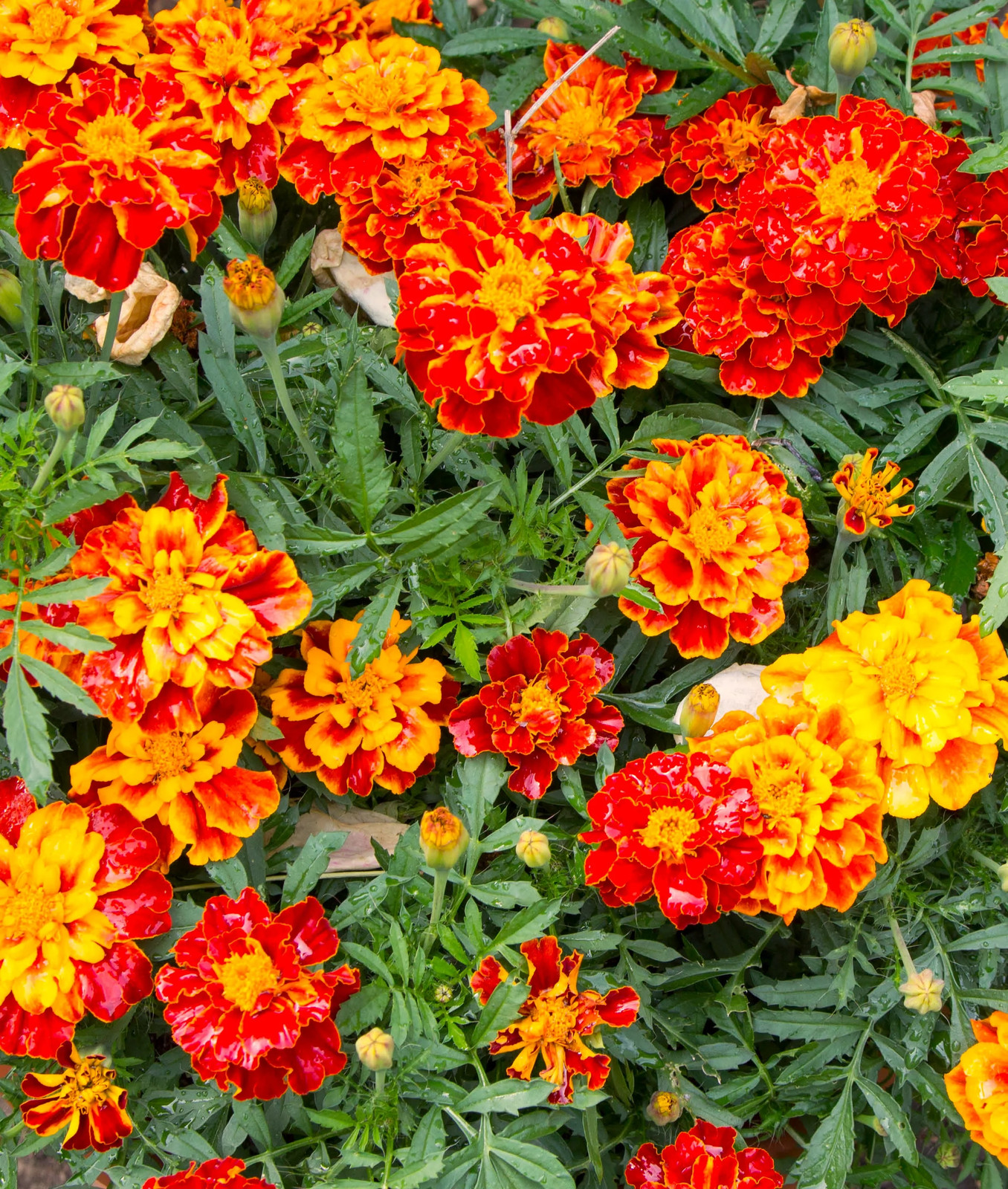 Sparky Mix French Marigold Seeds | Double Bicolor Flower Seed 2024 Fast Shipping