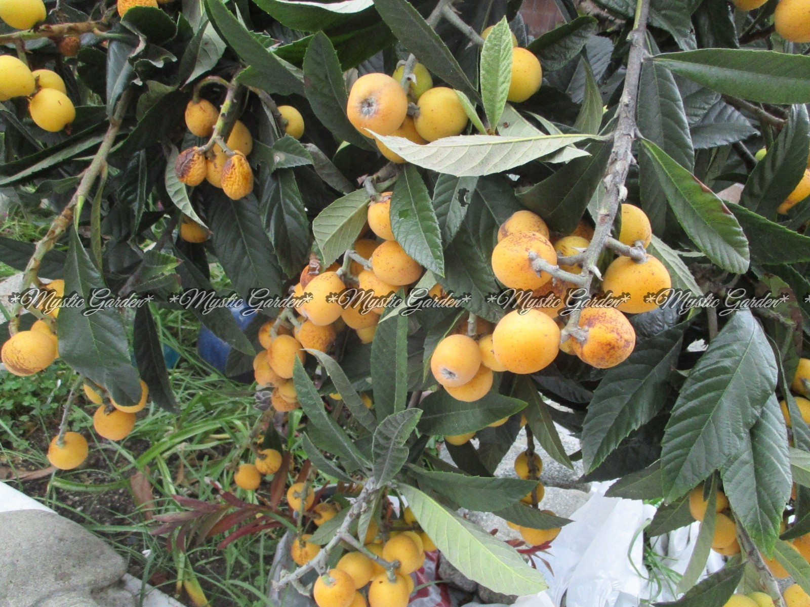 60 Loquat Seeds Organic Grown California 2026