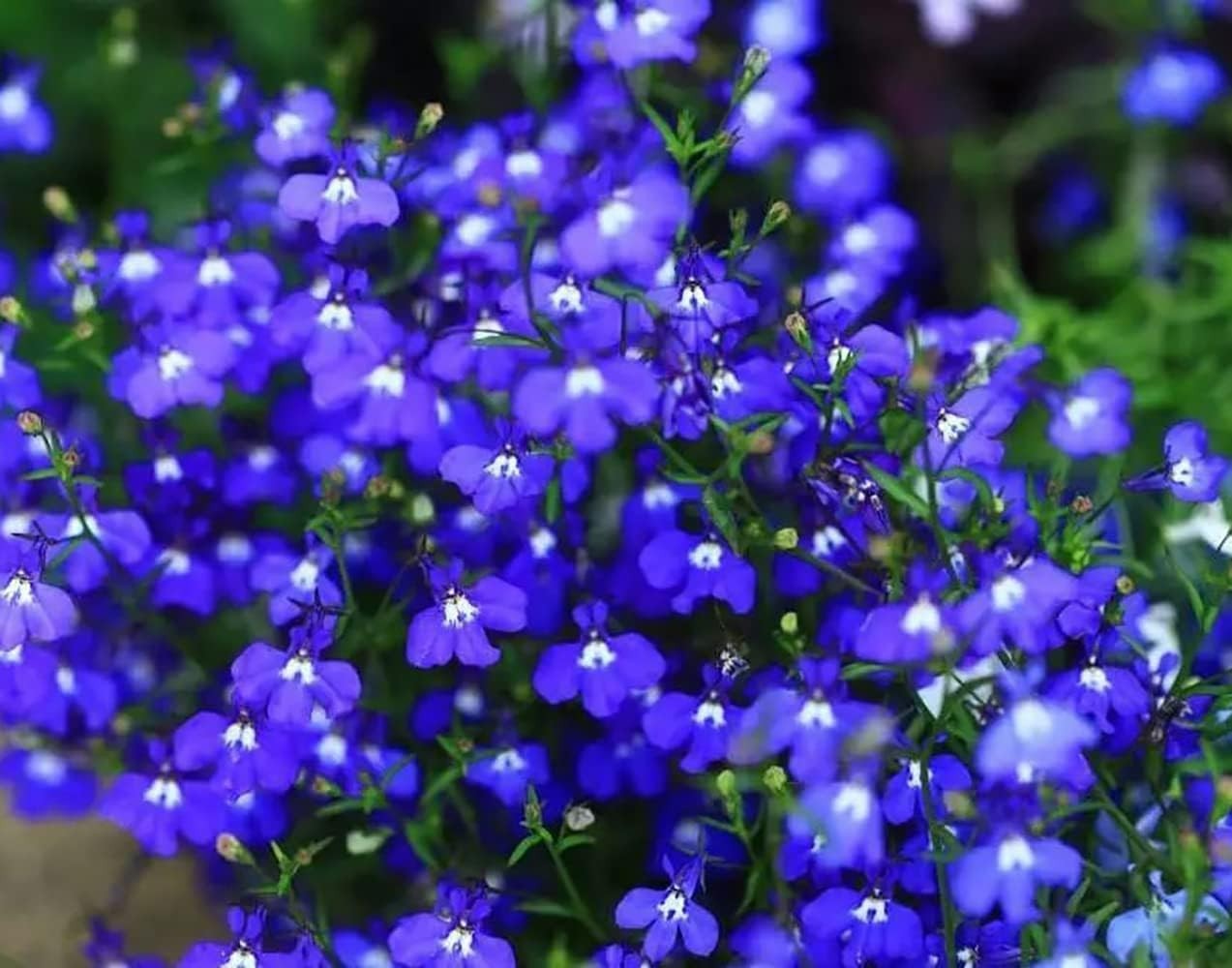 1000 Blue Creeping Thyme Seeds – Ideal Non-GMO Ground Cover for Easy Gardening