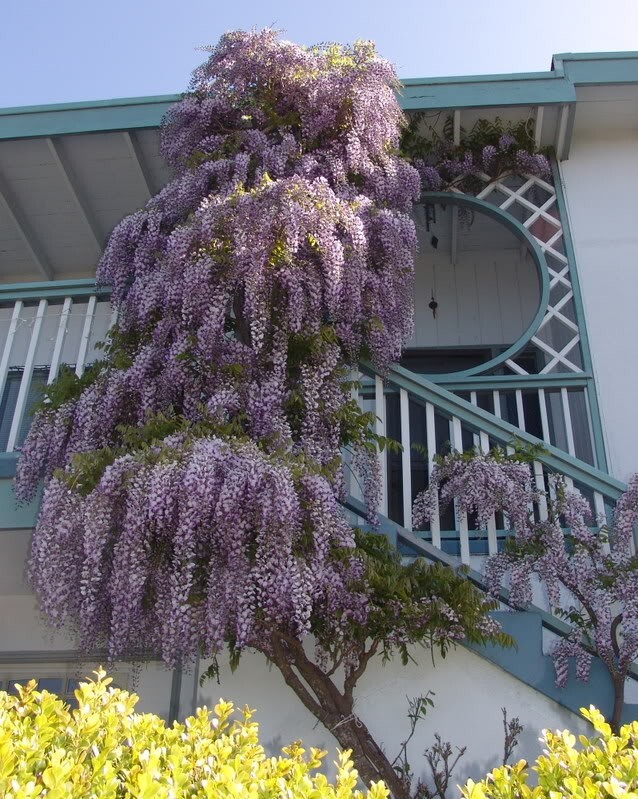 Wisteria Sinensis 6 Seeds, Fragrant Hardy Chinese Climber Vine Bonsai Tree