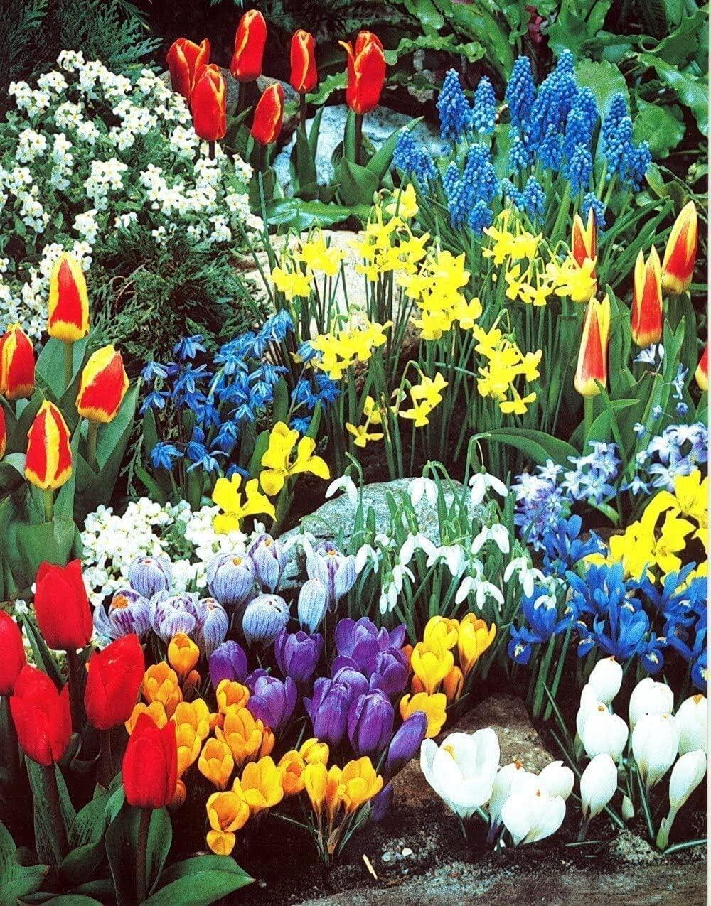 Complete Spring Flower Garden 50 Fresh Bulbs | Bloom All Spring and Summer