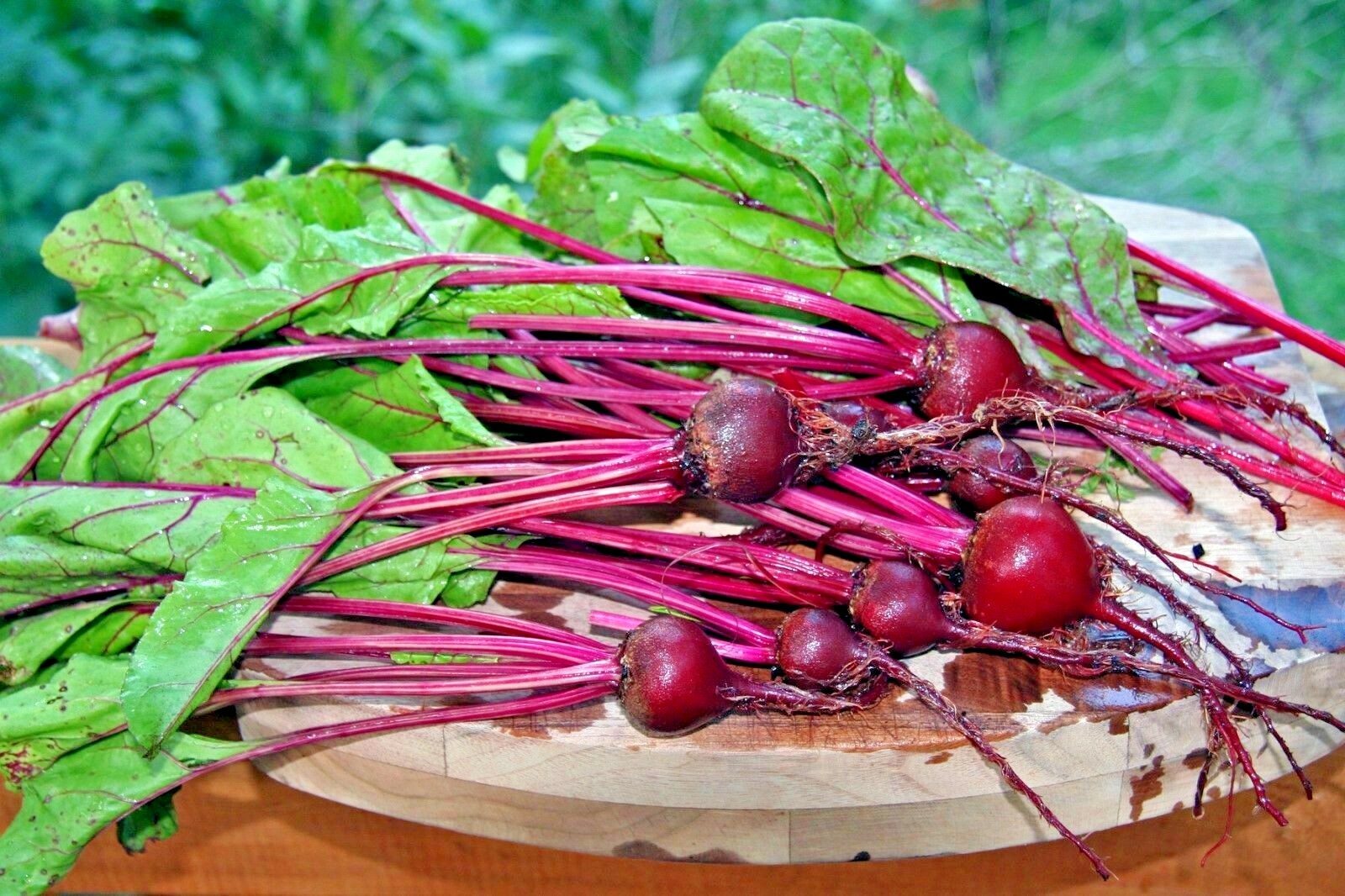 101+EARLY WONDER Beet Seeds Native Heirloom Vegetable Garden Patio Container