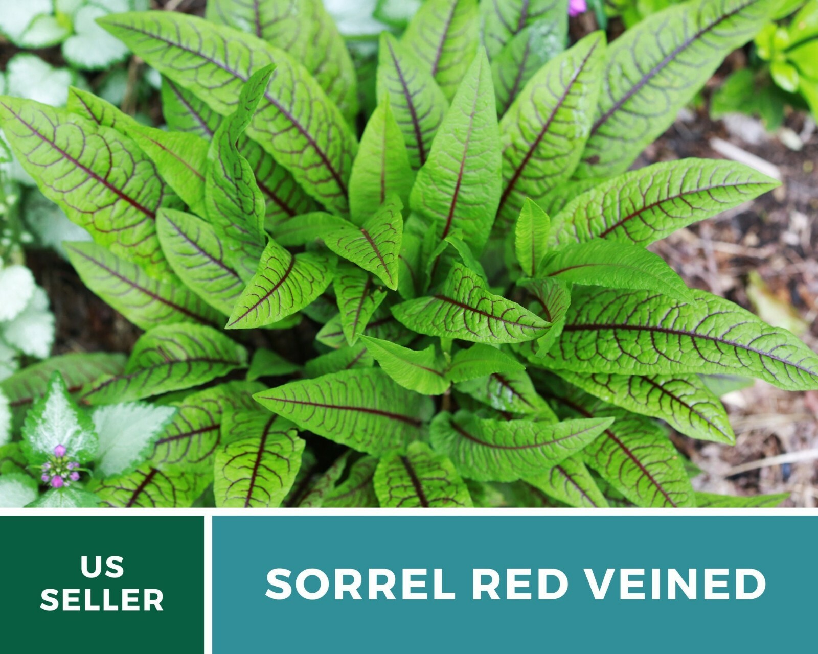 Sorrel, Red Veined – Heirloom Seeds – Culinary Salad Green (Rumex sanguineus)