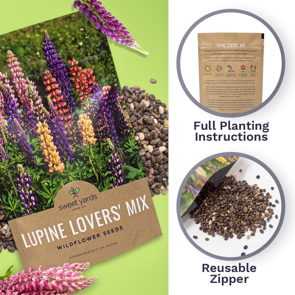 Bulk Lupine Mix Wildflower Seeds 1/4 Pound 4500 Untreated Annual Perennial