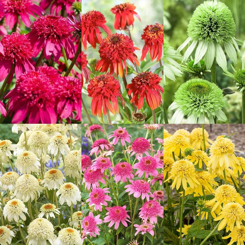 1000+ Double Echinacea Coneflower Seeds for Planting -Perennial Cone Flower Seed